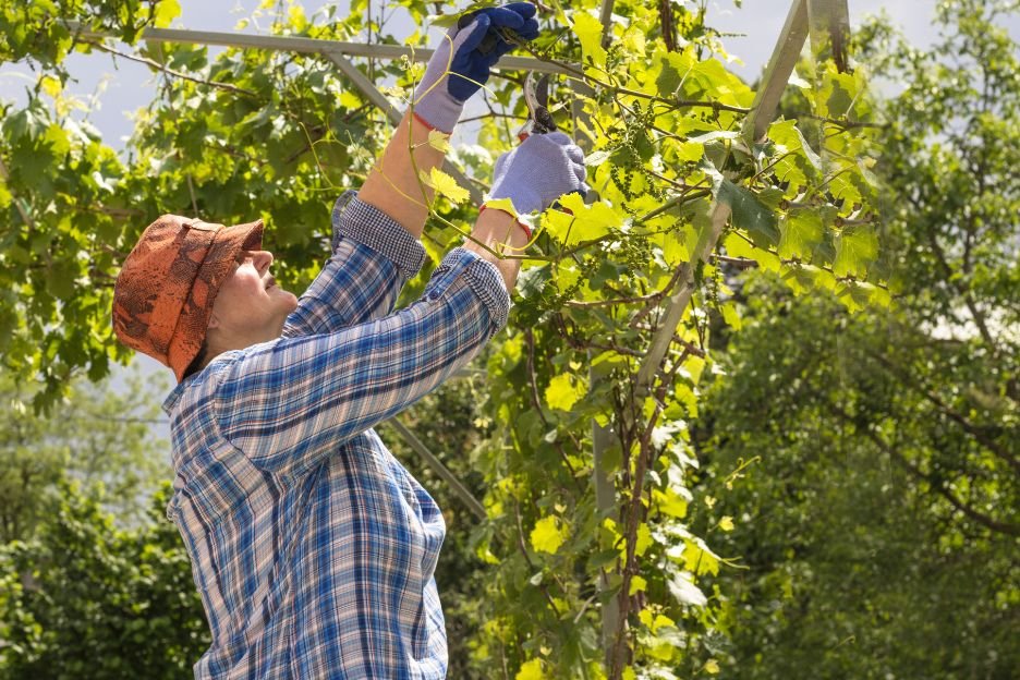 cata de vino y queso rioja