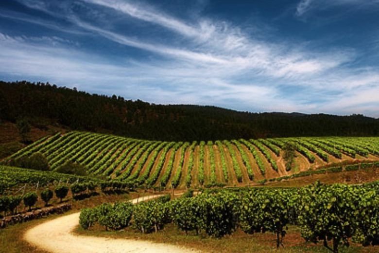 visita bodega albariño