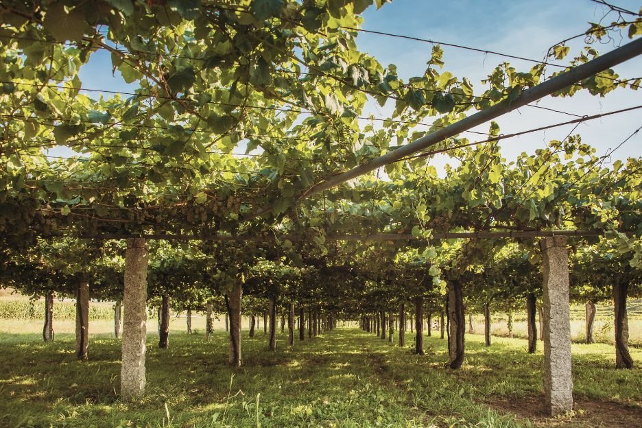 cual es la mejor visita a una bodega en galicia